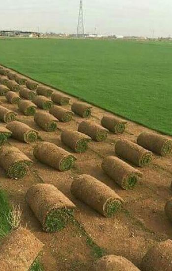 عشب طبيعي (12)